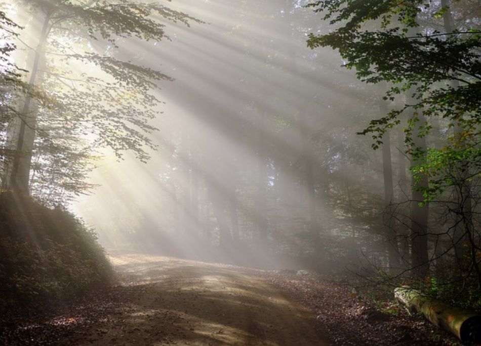 Wälder Europas: Wo der goldene Pilz wie ein Schatz glänzt
